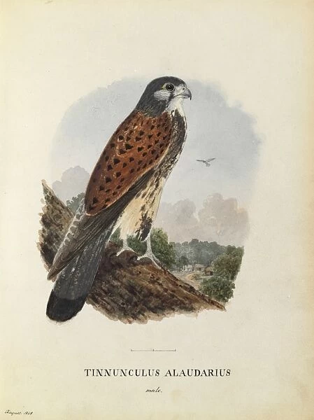 Male Kestrel Watercolour Plate 1. Aug 1848