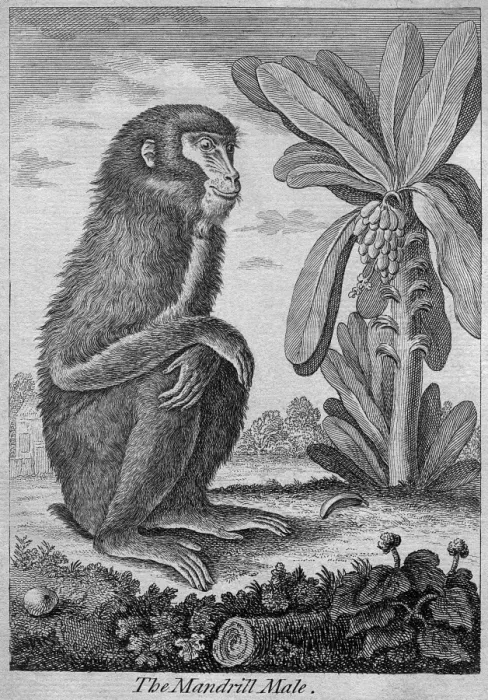 Framed Print : Male mandrill Framed Print : Male mandrill
