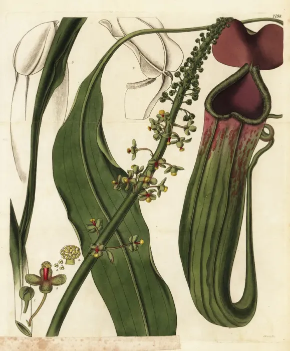 Framed Print : Male pitcher plant, Nepenthes distillatoria mas Framed Print : Male pitcher plant, Nepenthes distillatoria mas