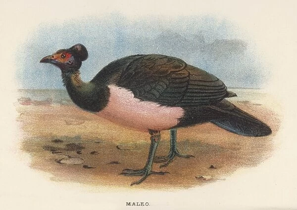 THE MALEO. MALEO megacephalon maleo Only one species of this genus is known - this is it
