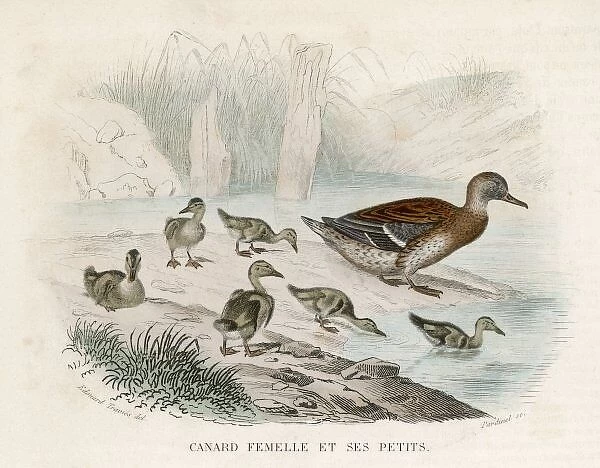 Mallard  /  Ducklings