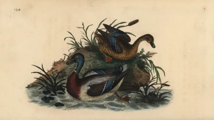 Framed Print : Mallard ducks, Anas platyrhynchos, male and female pair Framed Print : Mallard ducks, Anas platyrhynchos, male and female pair
