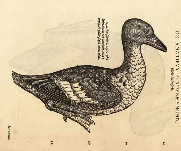 Framed Print : Mallard or wild duck, Anas platyrhynchos Framed Print : Mallard or wild duck, Anas platyrhynchos