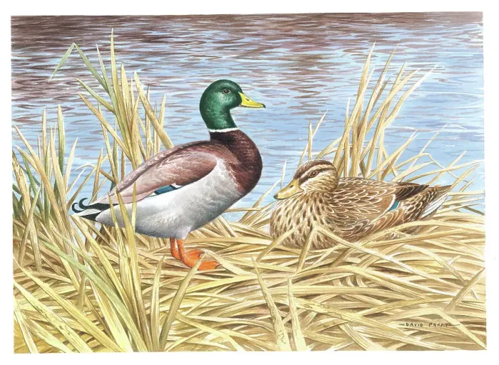 Framed Print : Mallards by David Parry Framed Print : Mallards by David Parry