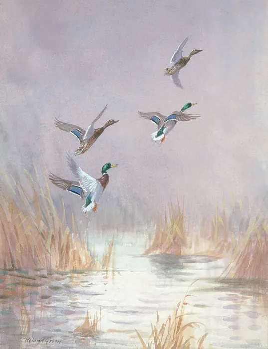 Framed Print : Mallards Disturbed British Birds Watercolour Framed Print : Mallards Disturbed British Birds Watercolour