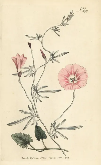 Framed Print : Mallow bindweed, Convolvulus althaeoides Framed Print : Mallow bindweed, Convolvulus althaeoides