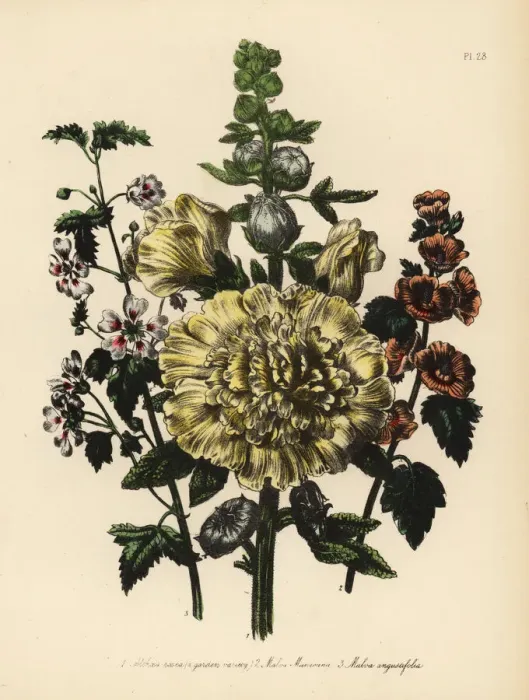 Framed Print : Mallow or Malva species Framed Print : Mallow or Malva species