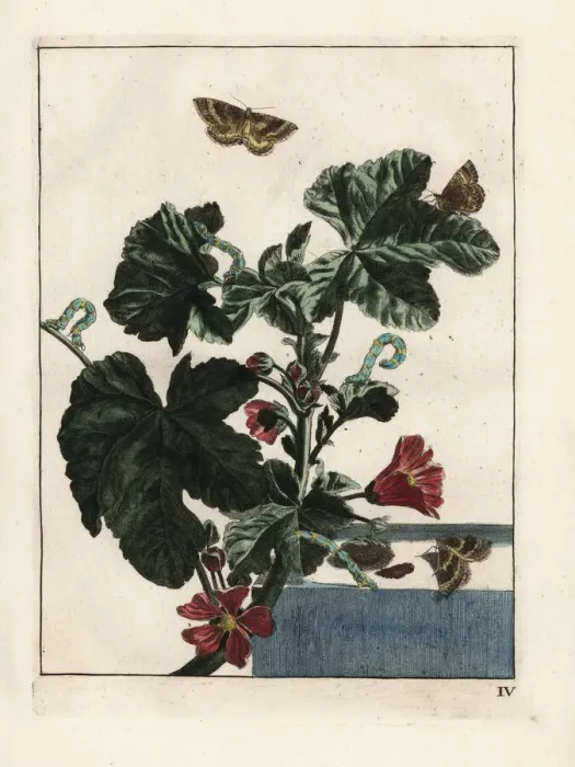 Framed Print : Mallow moth, Larentia clavaria, on Malva sylvestris Framed Print : Mallow moth, Larentia clavaria, on Malva sylvestris