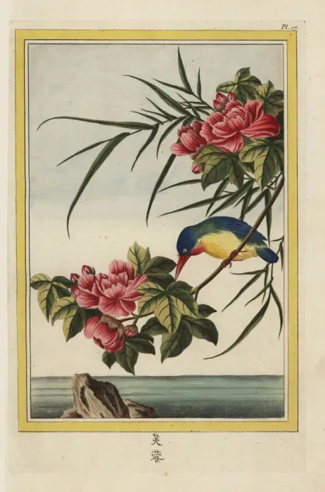 Framed Print : Mallow tree, Hibiscus syriacus, and kingfisher Framed Print : Mallow tree, Hibiscus syriacus, and kingfisher