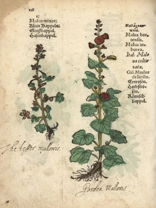 Framed Print : Mallow variety, Malva minor and common hollyhock Framed Print : Mallow variety, Malva minor and common hollyhock