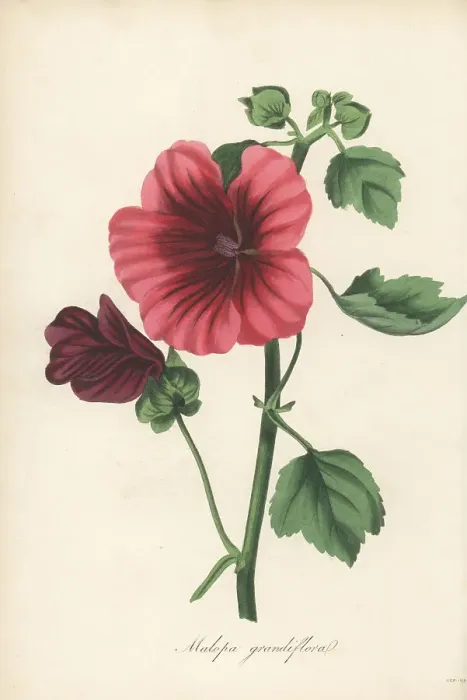 Framed Print : Mallow-wort, Malope trifida Framed Print : Mallow-wort, Malope trifida