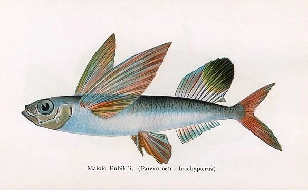Malolo Puhiki i, Fishes of Hawaii