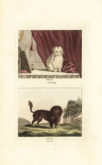 Framed Print : Maltese dog and lion dog Framed Print : Maltese dog and lion dog