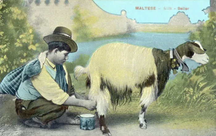 Framed Print : Maltese Milk Seller - stocking up on his wares Framed Print : Maltese Milk Seller - stocking up on his wares