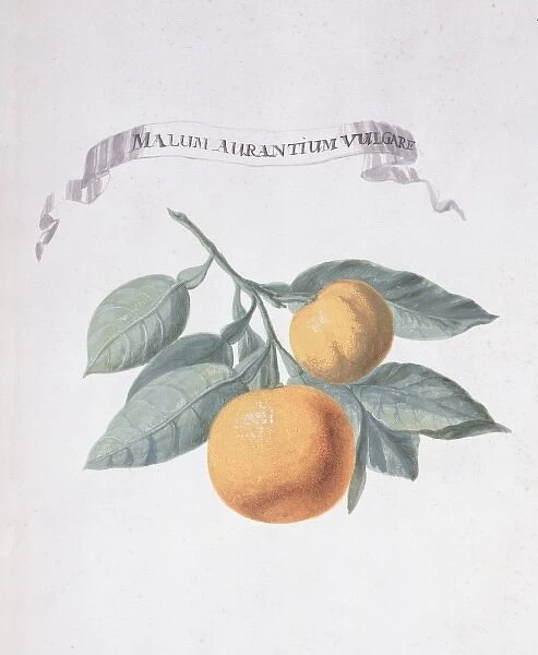 Malum aurantium vulgare, orange