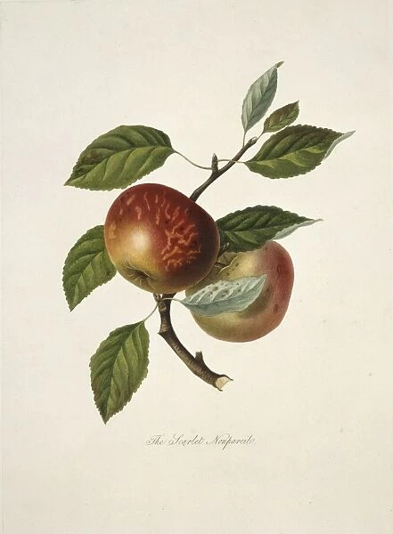Malus domestica, apple (Scarlet Nonpareil Apple)