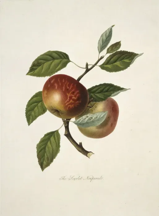 Framed Print : Malus domestica, apple (Scarlet Nonpareil Apple) Framed Print : Malus domestica, apple (Scarlet Nonpareil Apple)