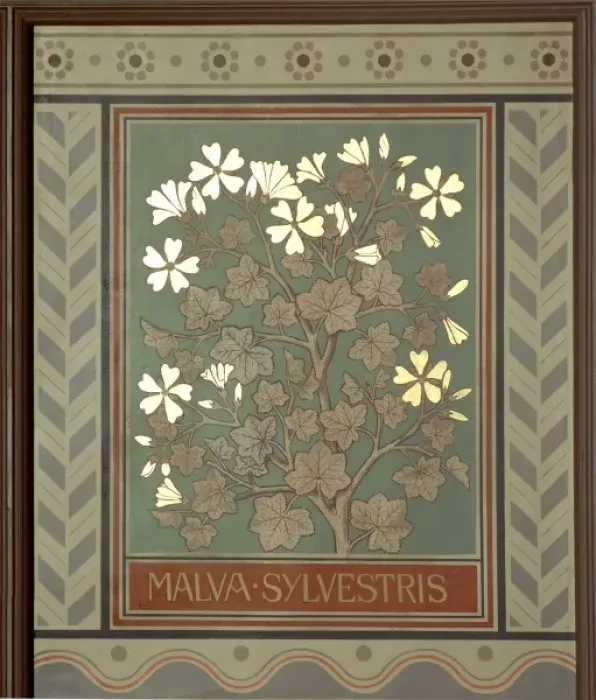 Framed Print : Malva sylvestris, mallow Framed Print : Malva sylvestris, mallow