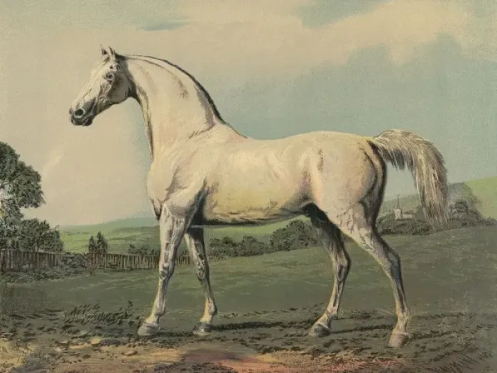 Framed Print : Mambrino (Racehorse) Framed Print : Mambrino (Racehorse)