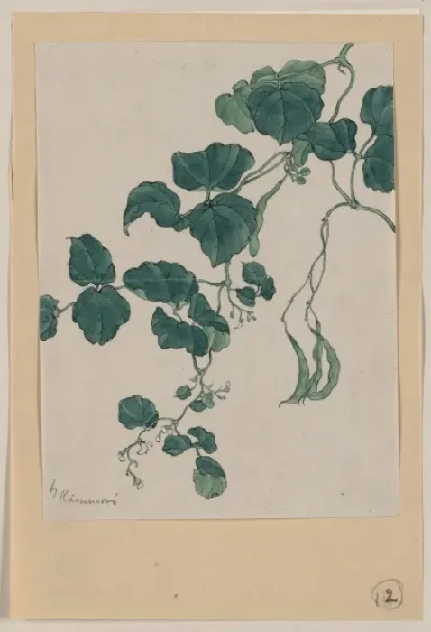 Framed Print : Mame - green bean or pea plant showing vine, leaves, pods, a Framed Print : Mame - green bean or pea plant showing vine, leaves, pods, a