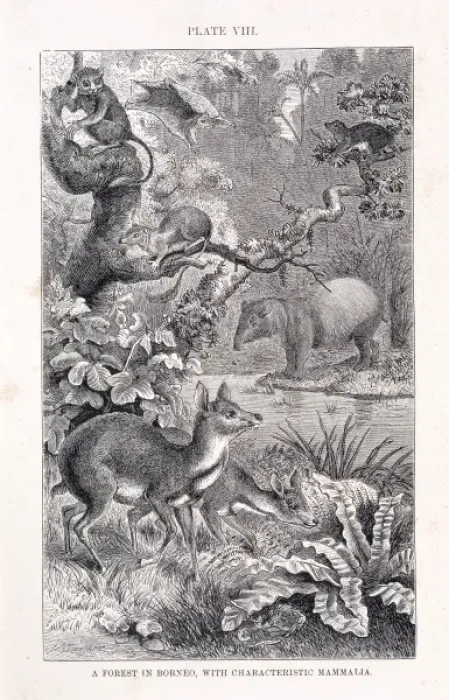 Framed Print : Mammalia (class), mammals Framed Print : Mammalia (class), mammals