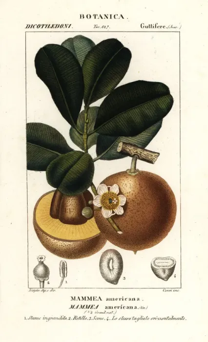 Framed Print : Mammee apple, Mammea americana Framed Print : Mammee apple, Mammea americana