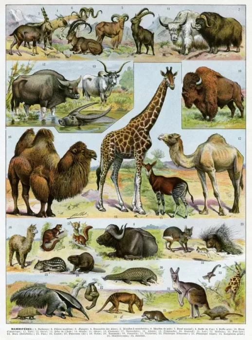 Framed Print : Mammiferes - mammals Framed Print : Mammiferes - mammals