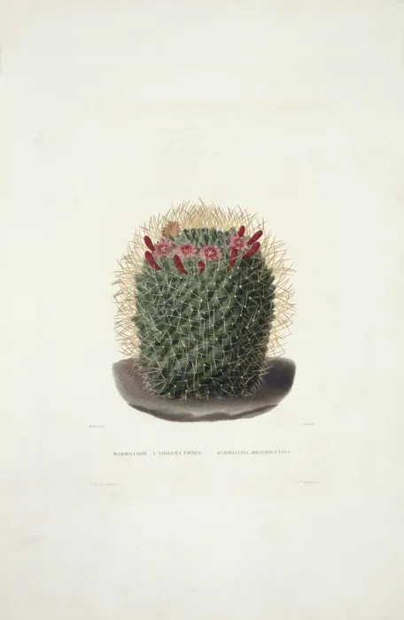 Framed Print : Mammillaria dolichocentra, cactus Framed Print : Mammillaria dolichocentra, cactus