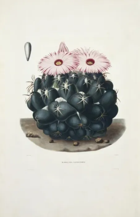 Framed Print : Mammillaria elephantidens, elephants tooth
