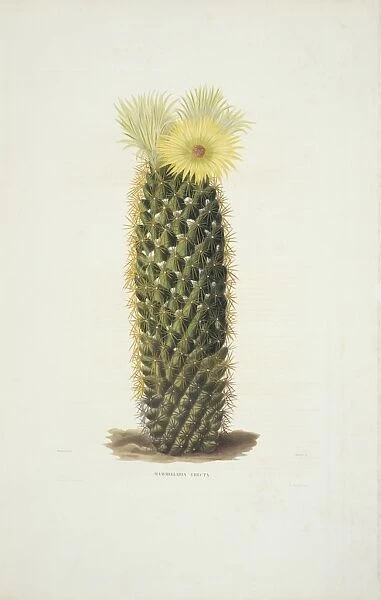 Mammillaria erecta, cactus