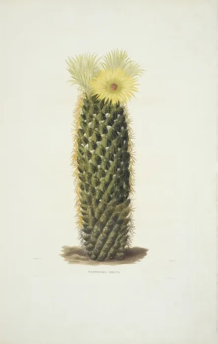 Framed Print : Mammillaria erecta, cactus Framed Print : Mammillaria erecta, cactus