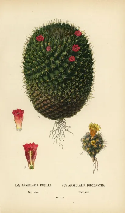 Framed Print : Mammillaria prolifera and Mammillaria rhodantha Framed Print : Mammillaria prolifera and Mammillaria rhodantha