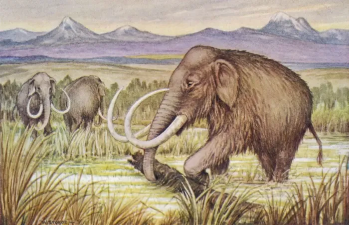 Framed Print : The Mammoth Framed Print : The Mammoth