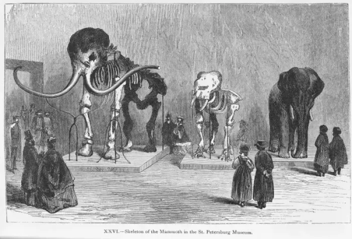Framed Print : Mammoth. Skeleton of the mammoth in the St Framed Print : Mammoth. Skeleton of the mammoth in the St