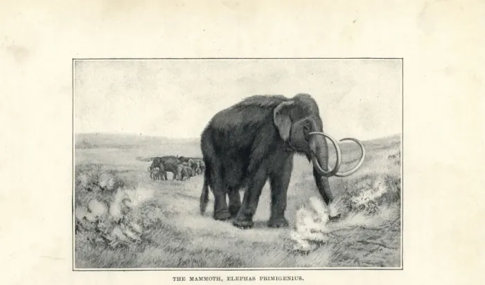 Framed Print : Mammoth, Mammuthus primigenius Framed Print : Mammoth, Mammuthus primigenius