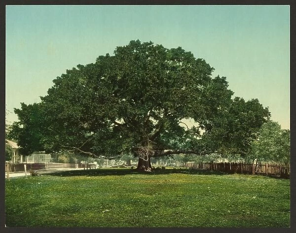 The Mammoth oak, Pass Christian, Miss
