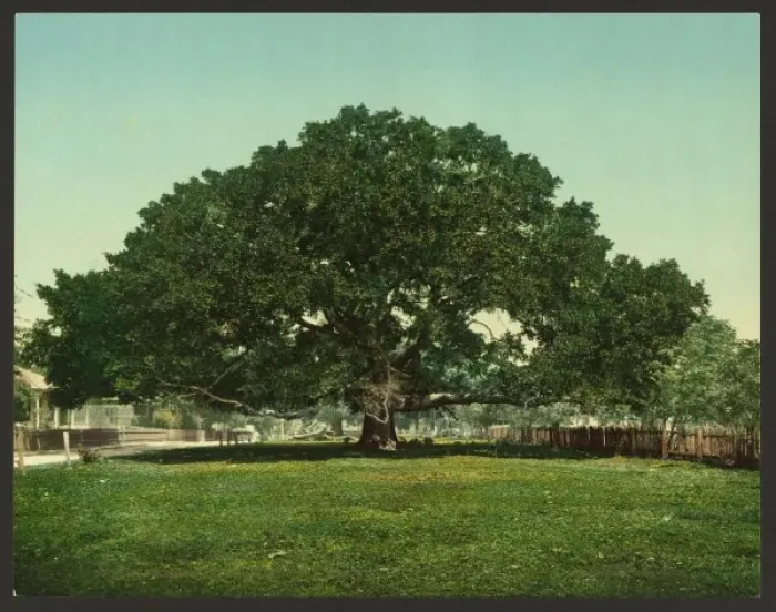Framed Print : The Mammoth oak, Pass Christian, Miss Framed Print : The Mammoth oak, Pass Christian, Miss