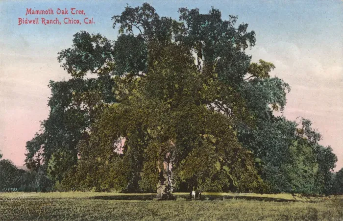 Framed Print : Mammoth oak tree, Bidwell Ranch, Chico, California, USA Framed Print : Mammoth oak tree, Bidwell Ranch, Chico, California, USA
