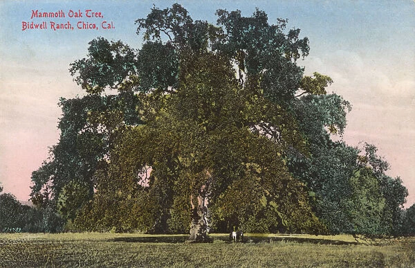 Mammoth oak tree, Bidwell Ranch, Chico, California, USA
