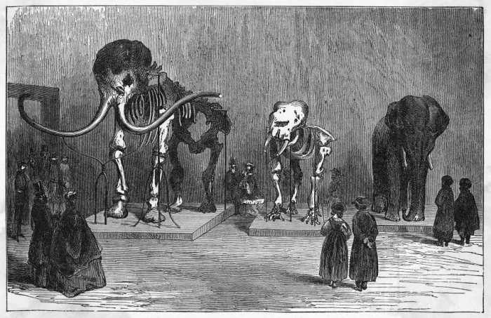 Framed Print : Mammoth Skeleton Framed Print : Mammoth Skeleton