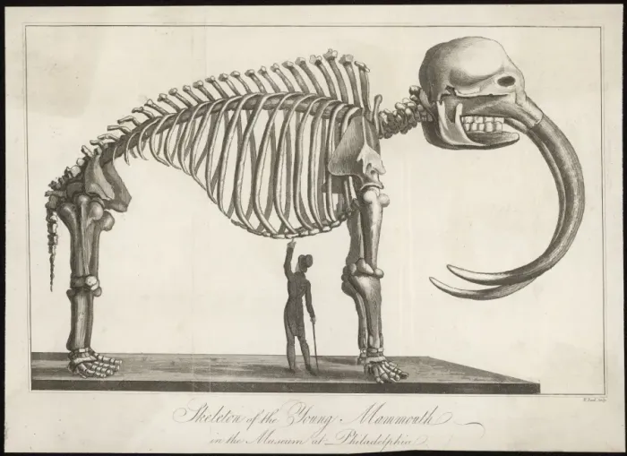 Framed Print : Mammoth Skeleton Framed Print : Mammoth Skeleton