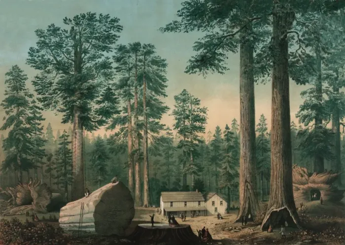 Framed Print : The mammoth trees (Sequoia gigantea), California (Calaveras Framed Print : The mammoth trees (Sequoia gigantea), California (Calaveras