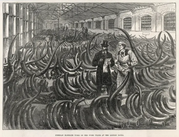 Framed Print : Mammoth Tusks Framed Print : Mammoth Tusks