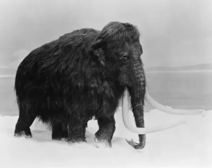 Framed Print : Mammuthus primigenius, woolly mammoth Framed Print : Mammuthus primigenius, woolly mammoth