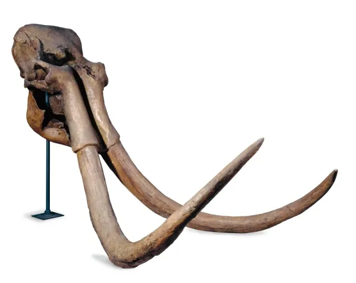 Framed Print : Mammuthus trogontherii, steppe mammoth Framed Print : Mammuthus trogontherii, steppe mammoth