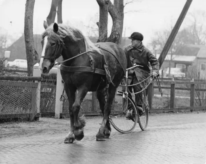 Framed Print : Man on a bicycle, holding the reins of his horse Framed Print : Man on a bicycle, holding the reins of his horse