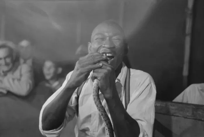 Framed Print : Man biting snake at sideshow, state fair, Donaldsonville, Lo Framed Print : Man biting snake at sideshow, state fair, Donaldsonville, Lo