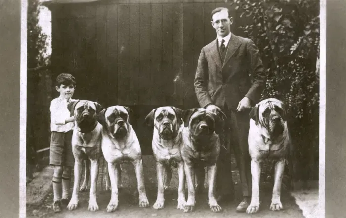 Framed Print : Man and boy with five large boxer dogs Framed Print : Man and boy with five large boxer dogs