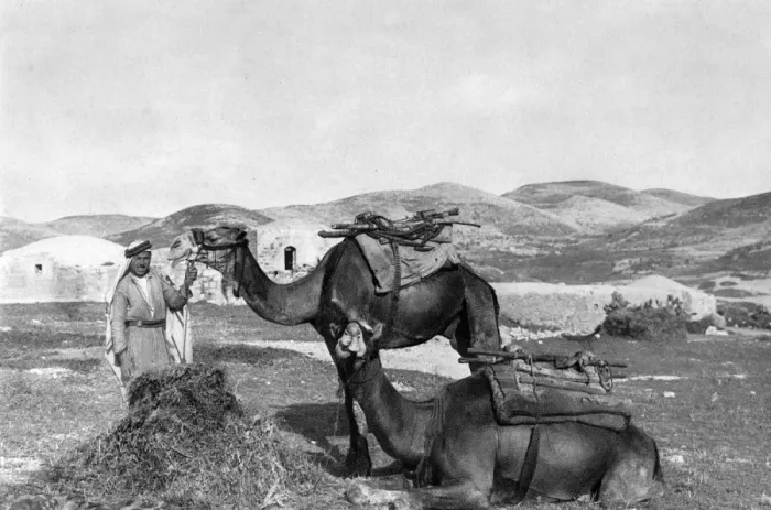 Framed Print : Man with two camels, Holy Land Framed Print : Man with two camels, Holy Land