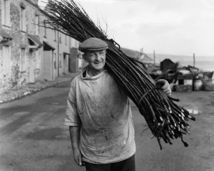 Framed Print : Man carrying withies for lobster pot making, Devon Framed Print : Man carrying withies for lobster pot making, Devon